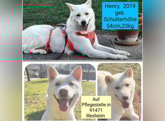 toller Begleiter sucht Dich, komm und besuch mich in Illesheim