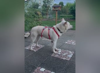 toller Begleiter sucht Dich, komm und besuch mich in Illesheim