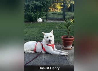 toller Begleiter sucht Dich, komm und besuch mich in Illesheim