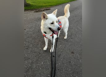 toller Begleiter sucht Dich, komm und besuch mich in Illesheim