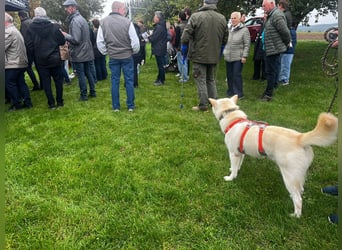 toller Begleiter sucht Dich, komm und besuch mich in Illesheim