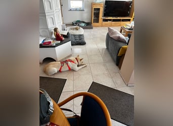 toller Begleiter sucht Dich, komm und besuch mich in Illesheim