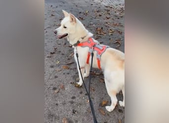 toller Begleiter sucht Dich, komm und besuch mich in Illesheim