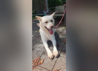 toller Begleiter sucht Dich, komm und besuch mich in Illesheim