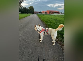 toller Begleiter sucht Dich, komm und besuch mich in Illesheim