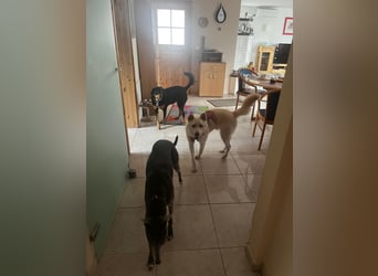 Schatz auf 4 Pfoten sucht warmes Körbchen, ist auf Pflegestelle in Deutschland