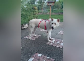 toller Begleiter sucht Dich, komm und besuch mich in Illesheim