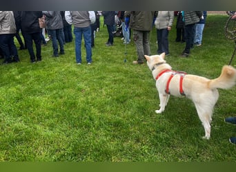 Schatz auf 4 Pfoten sucht warmes Körbchen, ist auf Pflegestelle in Deutschland
