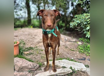 Skadi - ist motiviert&lernt sehr schnell