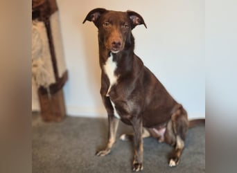 Skadi - ist motiviert&lernt sehr schnell