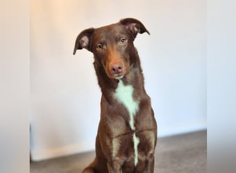 Skadi - ist motiviert&lernt sehr schnell