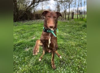 Skadi - ist motiviert&lernt sehr schnell