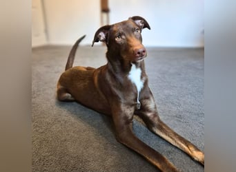 Skadi - ist motiviert&lernt sehr schnell