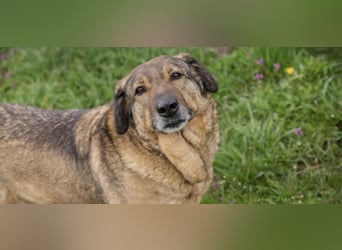 SMILEY – Fröhliche Hundedame mit großem Herzen sucht ihr Zuhause