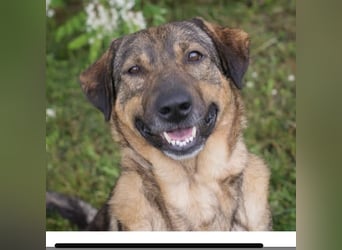 SMILEY – Fröhliche Hundedame mit großem Herzen sucht ihr Zuhause
