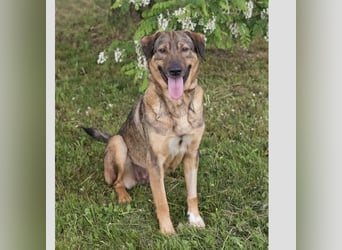 SMILEY – Fröhliche Hundedame mit großem Herzen sucht ihr Zuhause