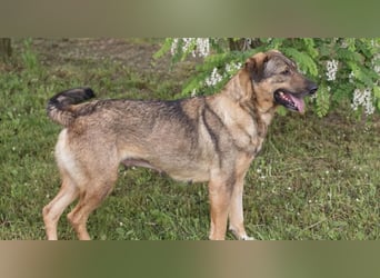 SMILEY – Fröhliche Hundedame mit großem Herzen sucht ihr Zuhause
