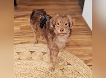 Barney - ist sehr anhänglich&verschmust