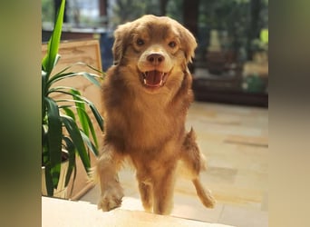 Barney - ist sehr anhänglich&verschmust