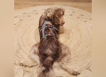 Barney - ist sehr anhänglich&verschmust