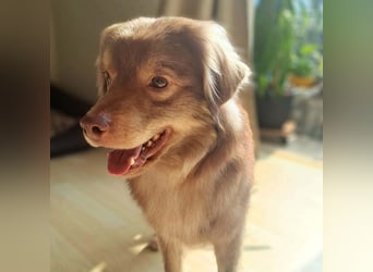 Barney - ist sehr anhänglich&verschmust