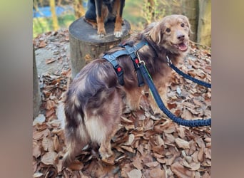 Barney - ist sehr anhänglich&verschmust