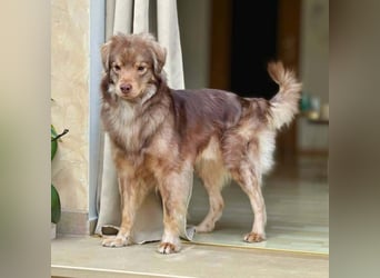 Barney - ist sehr anhänglich&verschmust