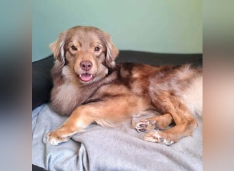 Barney - ist sehr anhänglich&verschmust