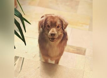 Barney - ist sehr anhänglich&verschmust