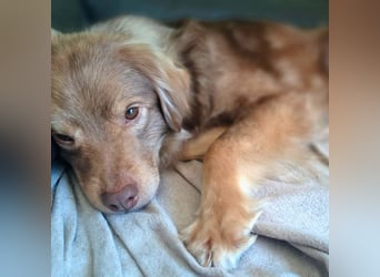 Barney - ist sehr anhänglich&verschmust