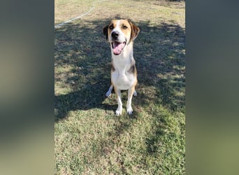 Thor - Traumhund sucht Familie