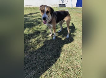 Thor - Traumhund sucht Familie