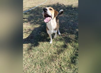 Thor - Traumhund sucht Familie