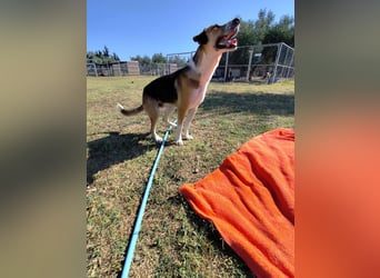 Thor - Traumhund sucht Familie