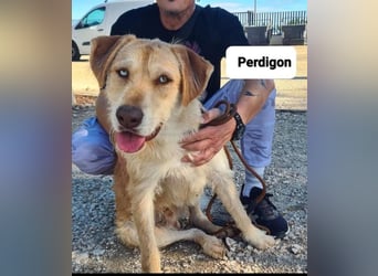 ❤️ PERDIGON ❤️