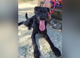 ❤️ SIRIUS❤️