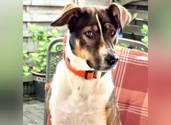 Joy - verschmust&verspielt