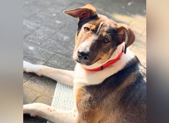 Joy - verschmust&verspielt