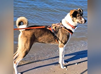 Joy - verschmust&verspielt