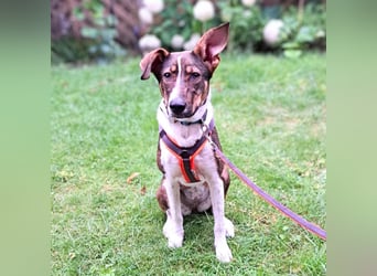 Joy - verschmust&verspielt