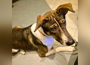 Joy - verschmust&verspielt