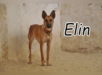 Wer möchte Elin zeigen, wie schön es ist, endlich ein Zuhause zu haben?