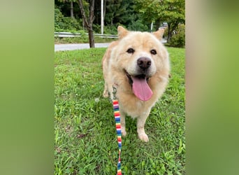 wundervoller Chow Chow Mix, fröhlich und zuckersüß