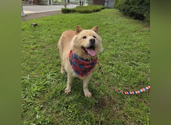 wundervoller Chow Chow Mix, fröhlich und zuckersüß
