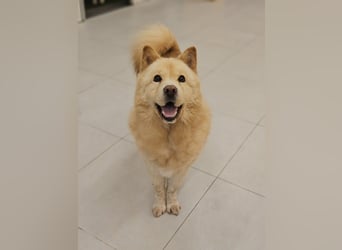 wundervoller Chow Chow Mix, fröhlich und zuckersüß
