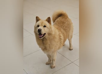 wundervoller Chow Chow Mix, fröhlich und zuckersüß