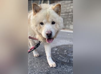 wundervoller Chow Chow Mix, fröhlich und zuckersüß