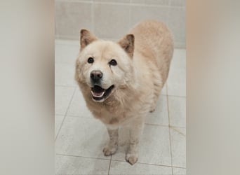 wundervoller Chow Chow Mix, fröhlich und zuckersüß