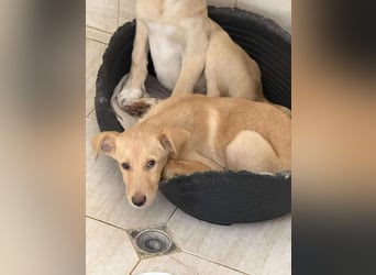 Yuri - Kleines Herz sucht Liebe ❤️