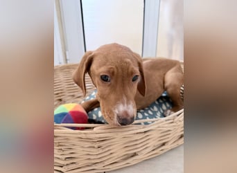 Dobby – kleiner Kämpfer sucht einen sicheren Platz fürs Leben❤️